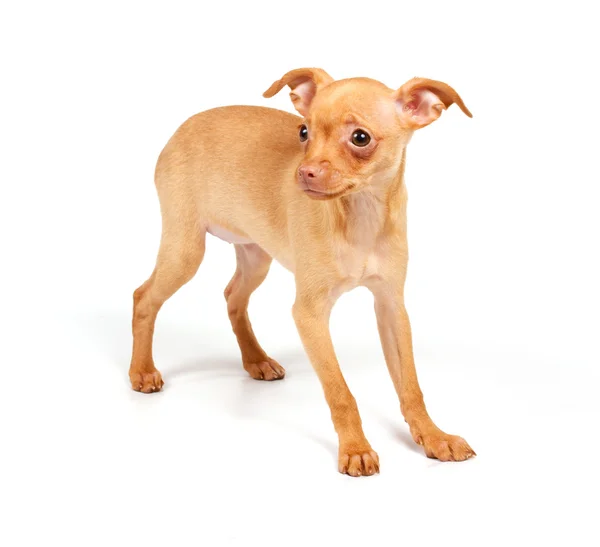 Funny puppy Chihuahua poses Stock Picture