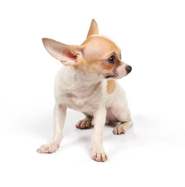 Legrační štěně čivava pózy Royalty Free Stock Fotografie