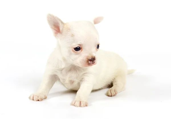Funny puppy Chihuahua poses Royalty Free Stock Images