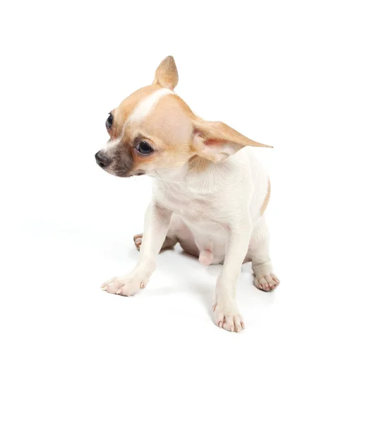 Divertente cucciolo Chihuahua pose Foto Stock
