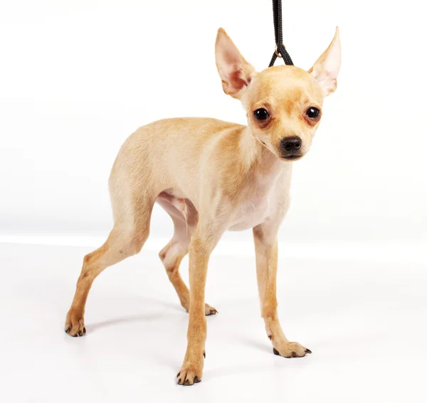 Chihuahua puppy in studio Stock Photo