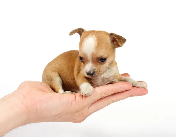 Funny puppy Chihuahua poses Stock Photo