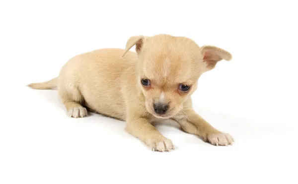 Filhote de cachorro engraçado Chihuahua poses Fotografias De Stock Royalty-Free