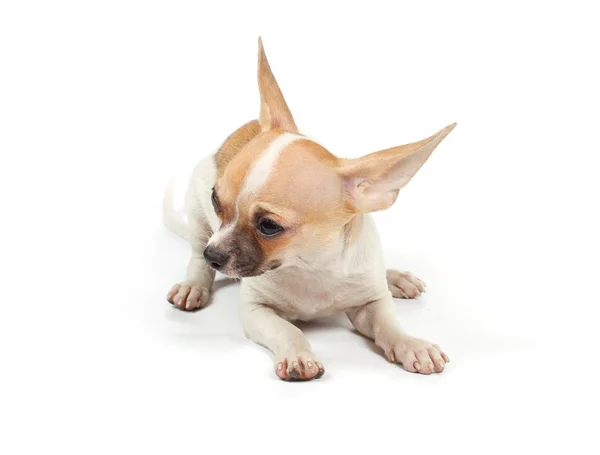 Divertente cucciolo Chihuahua pose Immagine Stock