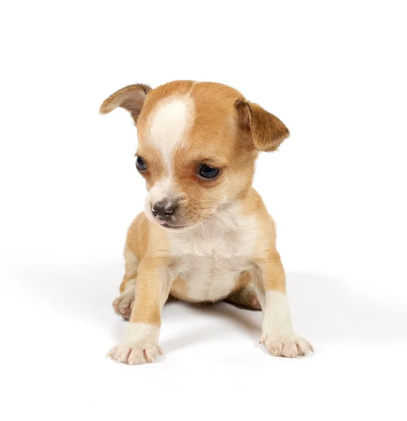 Funny puppy Chihuahua poses Royalty Free Stock Photos