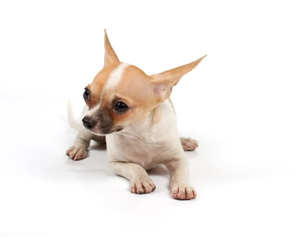 Legrační štěně čivava pózy Stock Snímky