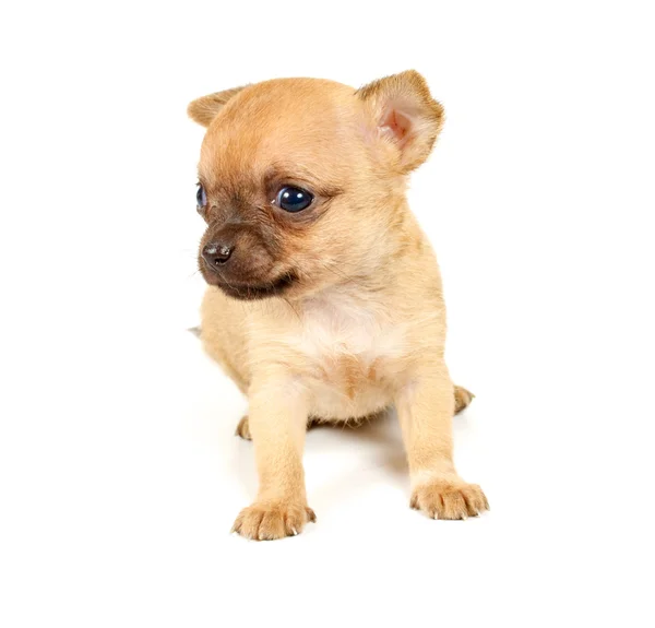 Funny puppy Chihuahua poses Stock Image