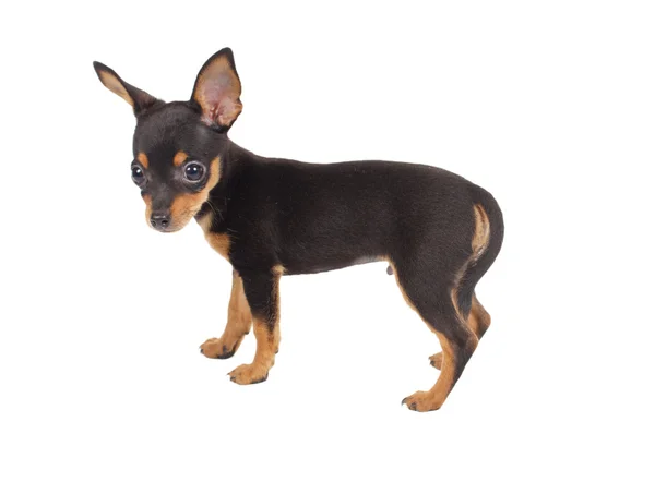 Russian toy terrier on a white background — Stock Photo, Image