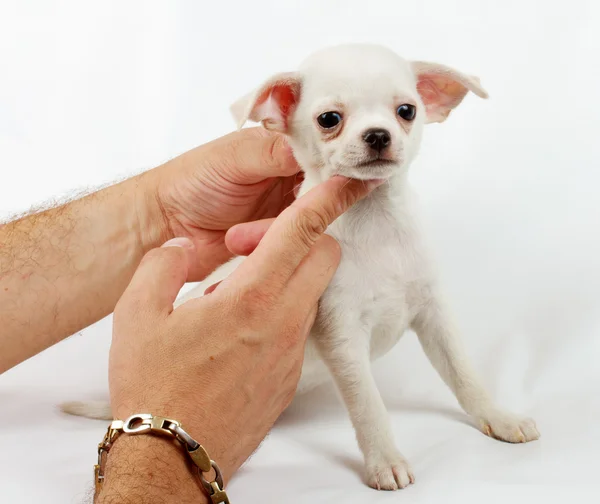 귀여운 작은 치와와 강아지 화이트 카메라 보고에 — 스톡 사진