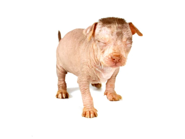 Chinese Crested Dog puppy — Stock Photo, Image