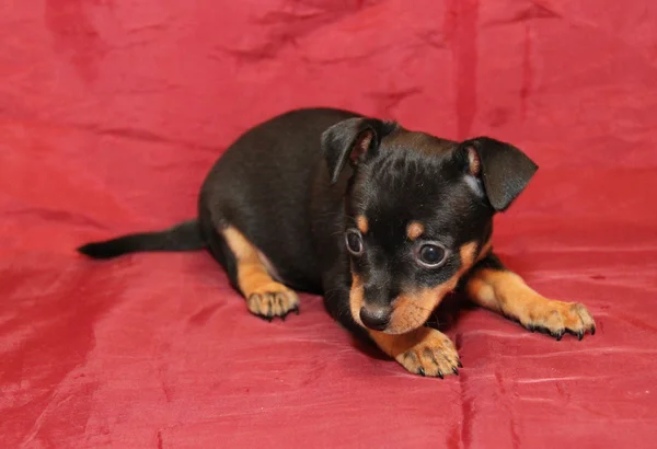 stock image Russian toy terrier