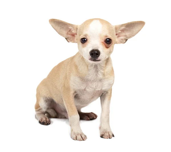 Ritratto di un simpatico cucciolo di razza pura chihuahua davanti a ba bianca Immagini Stock Royalty Free