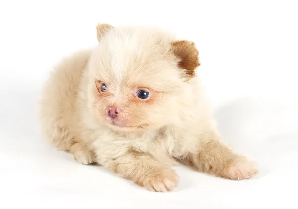 The puppy of the spitz dog in studio Stock Image