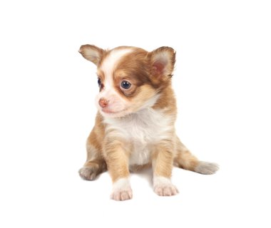 Beyaz ba önünde bir tatlı safkan köpek chihuahua portresi