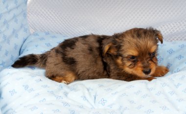 portre sevimli safkan köpek Chihuahua köpek yavrusu ev