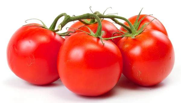 Pobočka rajčete izolovaných na bílém pozadí — Stock fotografie