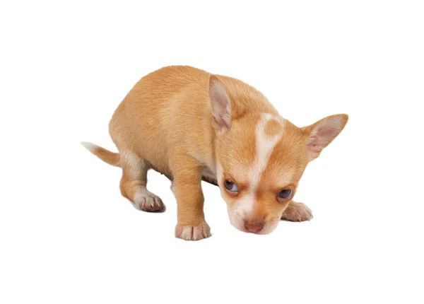 Portrait of a cute purebred puppy chihuahua in front of white ba — Stock Photo, Image