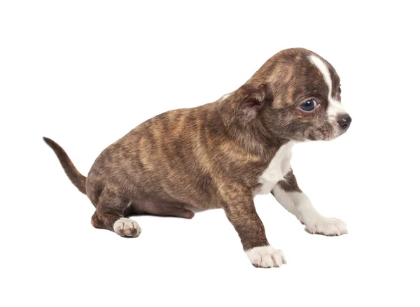 Portrét roztomilý čistokrevné štěně čivava před bílým ba — Stock fotografie