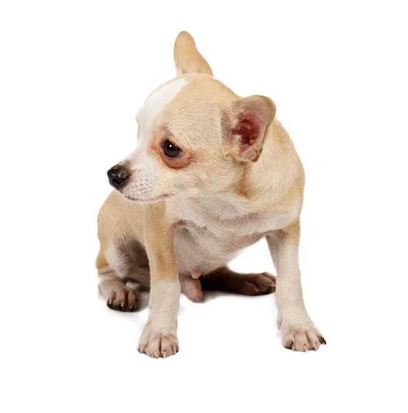 흰색 바 앞에서 귀여운 순종 강아지 치와와의 초상화 — 스톡 사진