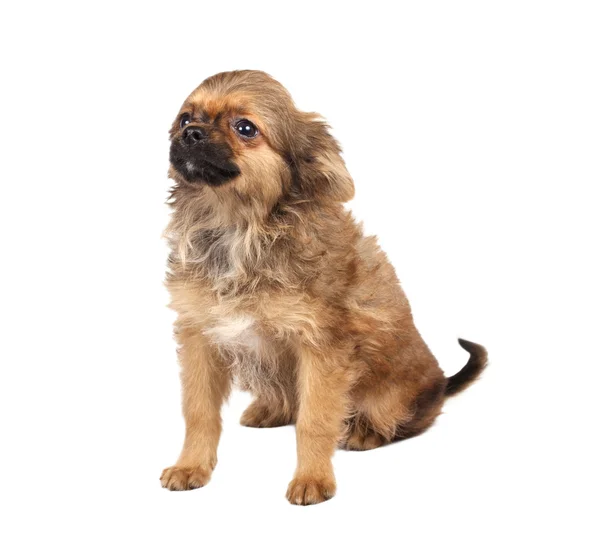 Портрет милого чистокровного щенка чихуахуа перед белой ба — стоковое фото