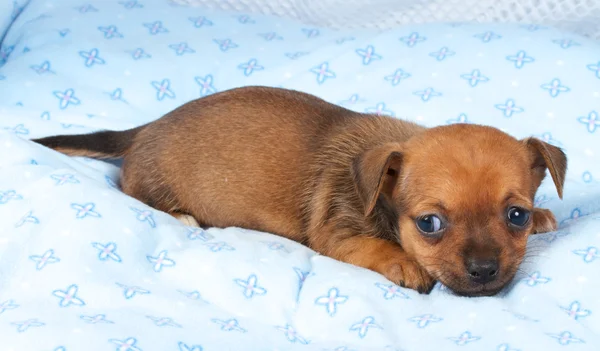 Portre sevimli safkan köpek Chihuahua köpek yavrusu ev — Stok fotoğraf