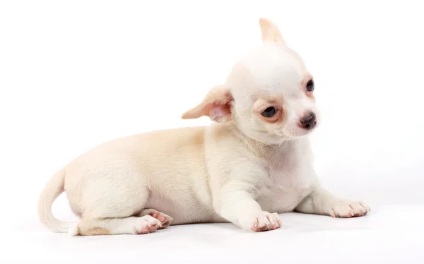 カメラを見て白の上に座ってかわいい小さなチワワ子犬 — ストック写真