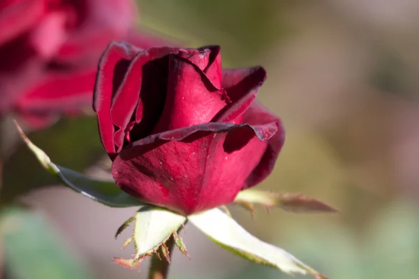 Gyönyörű rózsa a kertben — Stock Fotó