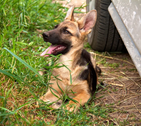 German shepherd in front of a natural green background — Stock Photo, Image