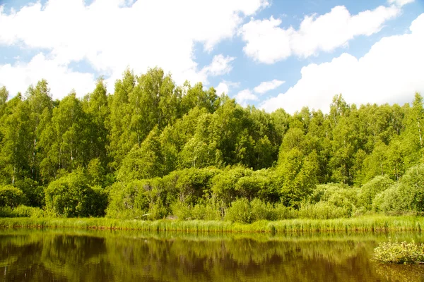 호수와 숲입니다. 여름에 숲 근처 호수 보기. — 스톡 사진
