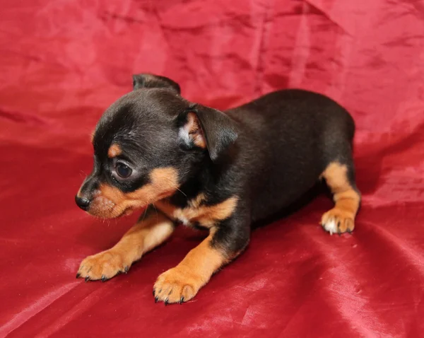 Rysk toy terrier — Stockfoto