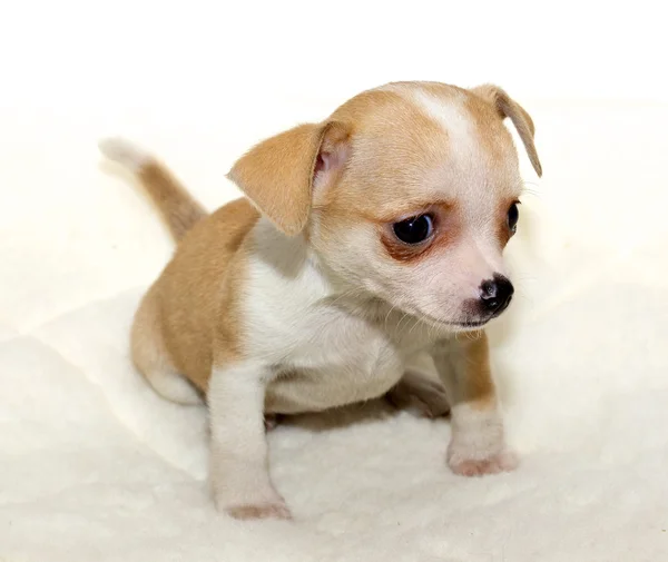 Chihuahua-Welpe — Stockfoto