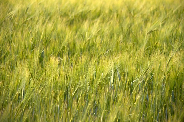 stock image Green wheat field