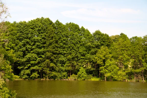 Floresta perto da lagoa — Fotografia de Stock