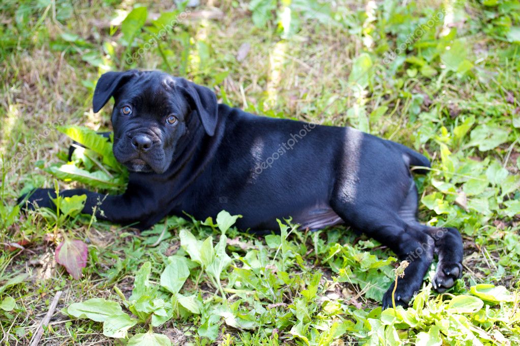 cane corso puppy