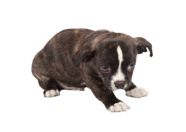 Beyaz ba önünde bir tatlı safkan köpek chihuahua portresi