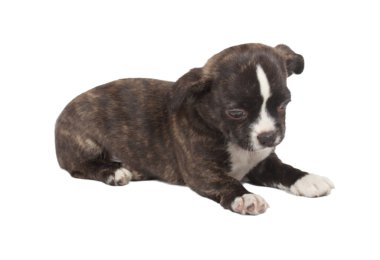 Beyaz ba önünde bir tatlı safkan köpek chihuahua portresi