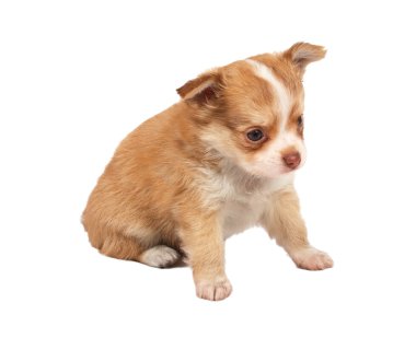 Beyaz ba önünde bir tatlı safkan köpek chihuahua portresi