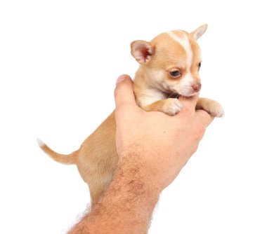 Beyaz ba önünde bir tatlı safkan köpek chihuahua portresi