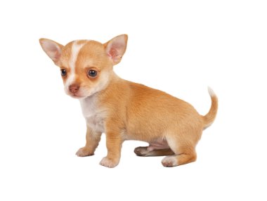 Beyaz ba önünde bir tatlı safkan köpek chihuahua portresi