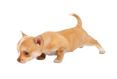 Beyaz ba önünde bir tatlı safkan köpek chihuahua portresi