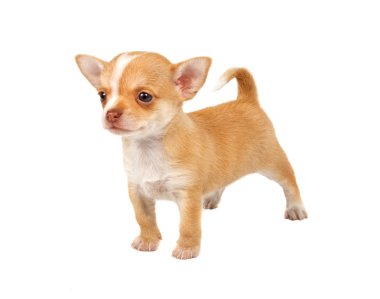 Beyaz ba önünde bir tatlı safkan köpek chihuahua portresi