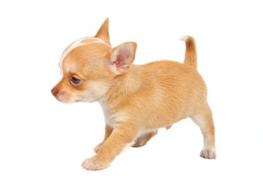 Beyaz ba önünde bir tatlı safkan köpek chihuahua portresi