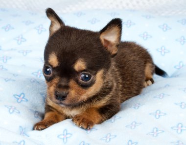 portre sevimli safkan köpek Chihuahua köpek yavrusu ev