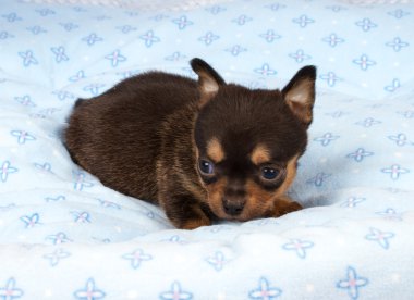 portre sevimli safkan köpek Chihuahua köpek yavrusu ev