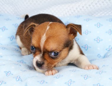 portre sevimli safkan köpek Chihuahua köpek yavrusu ev