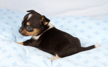 portre sevimli safkan köpek Chihuahua köpek yavrusu ev