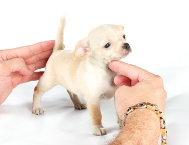 Kameraya bakarak beyaz üzerine oturan sevimli küçük chihuahua köpek yavrusu