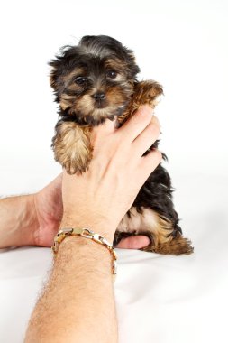 Beyaz bir adam önünde Yorkshire Terrier köpek yavrusu (3 ay)
