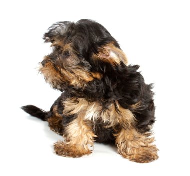 Beyaz bir adam önünde Yorkshire Terrier köpek yavrusu (3 ay)