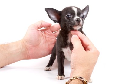 Kameraya bakarak beyaz üzerine oturan sevimli küçük chihuahua köpek yavrusu